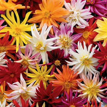 star gazer flower seeds