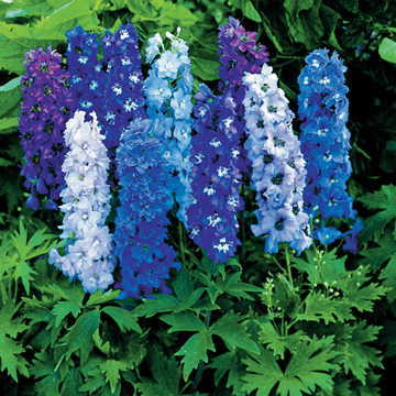 magic fountain flower seeds
