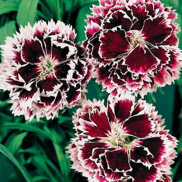 red white flower seeds