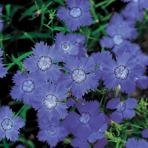 blue purple flower seeds