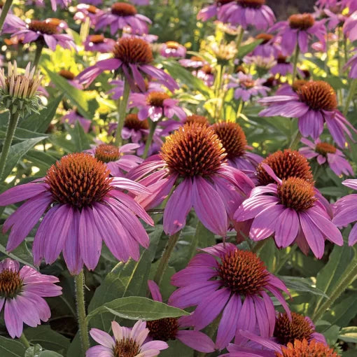 powwow wild flower seeds