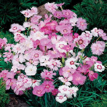 sweetness dianthus flower seeds