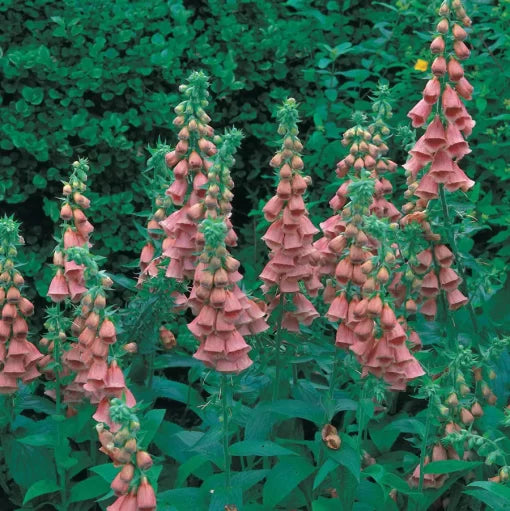 pink strawberry flower seeds