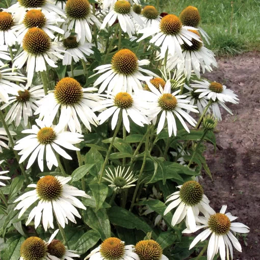 purple white flower seeds