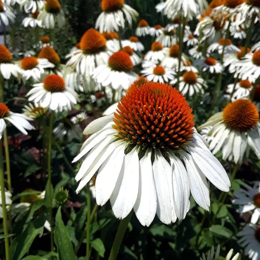 white white flower seeds
