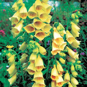 yellow yellow flower seeds