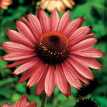 yellow mellow flower seeds
