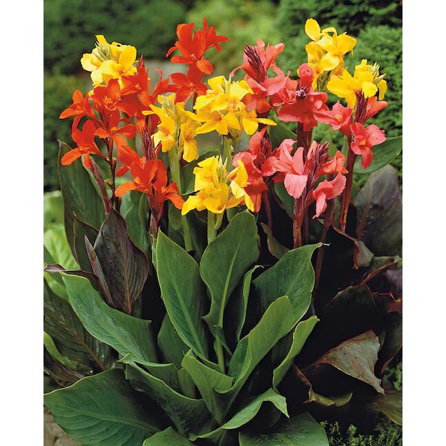 Mixed Canna Edulis Flower Seeds – Heirloom, Non-GMO, Tropical, Edible Seeds