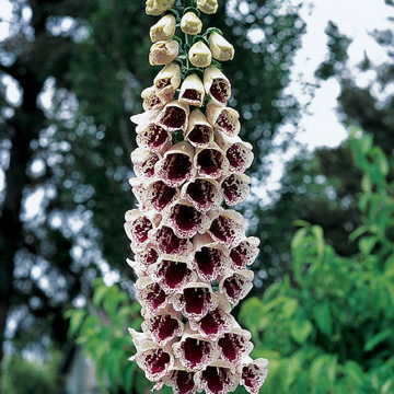 cream pams flower seeds