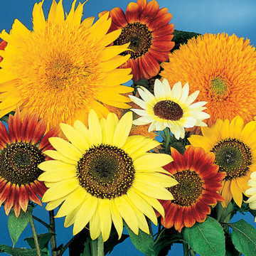 van gogh flower seeds