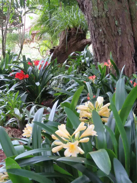 Perennial Clivia Flower Seeds for Planting – Heirloom Non-GMO High Germination Organic Seeds