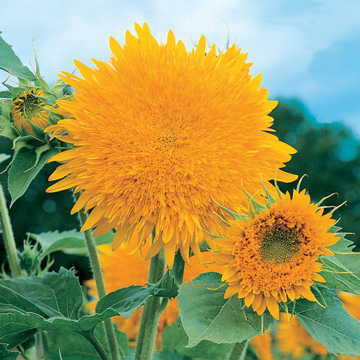 golden giant flower seeds