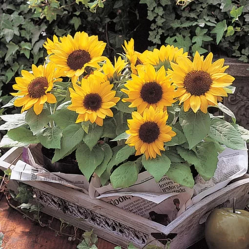 sunny smile flower seeds
