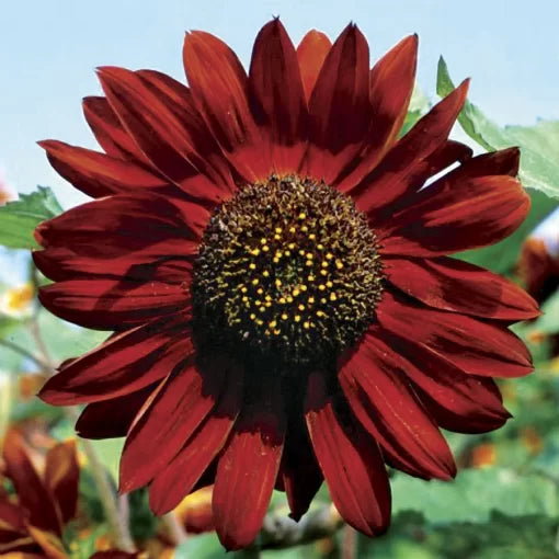 red velvet flower seeds
