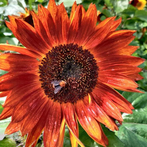 red velvet flower seeds