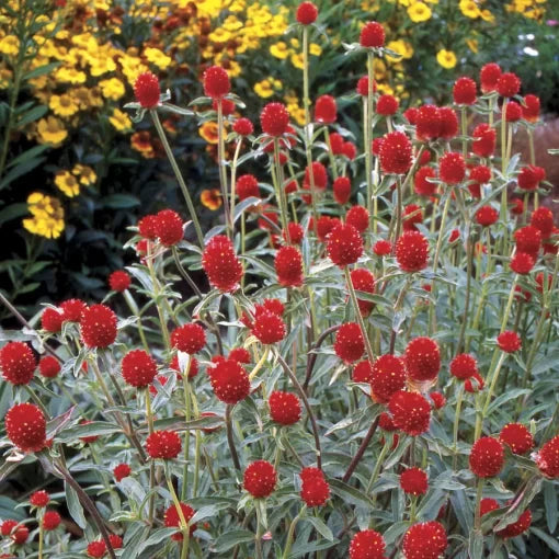 red strawberry flower seeds