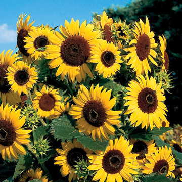 yellow waooh flower seeds