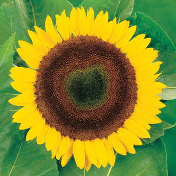 yellow giganteus flower seeds