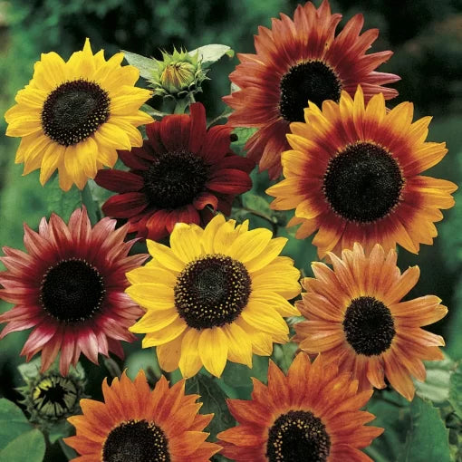 large flowered flower seeds