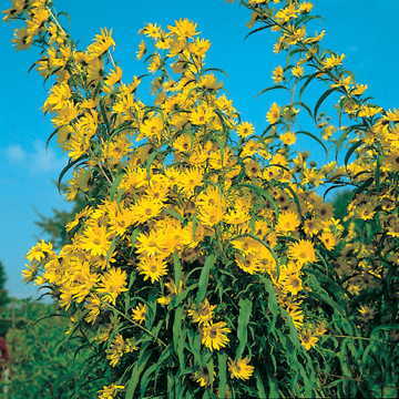 yellow prairie flower seeds