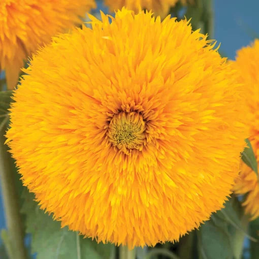 golden double flower seeds