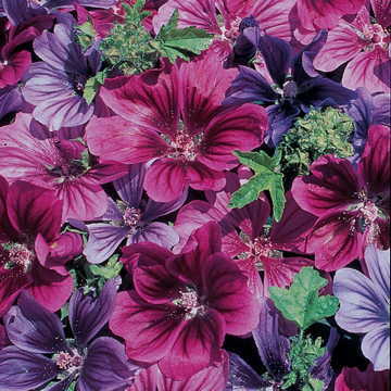 mystic merlin flower seeds