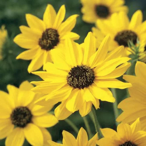 sunny babe flower seeds