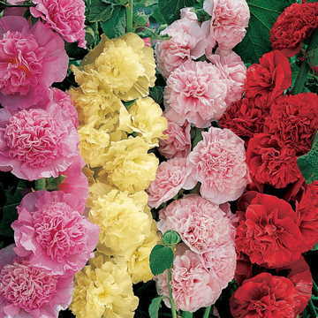 summer carnival flower seeds