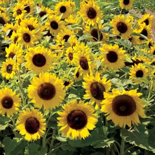 yellow sunspot flower seeds