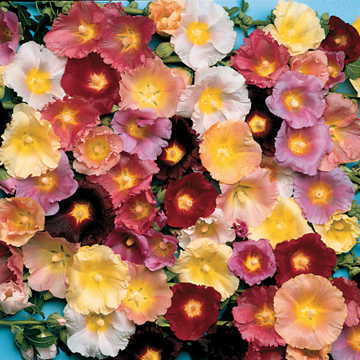happy lights flower seeds