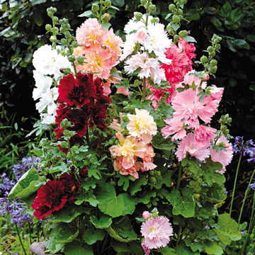 spring celebrities flower seeds