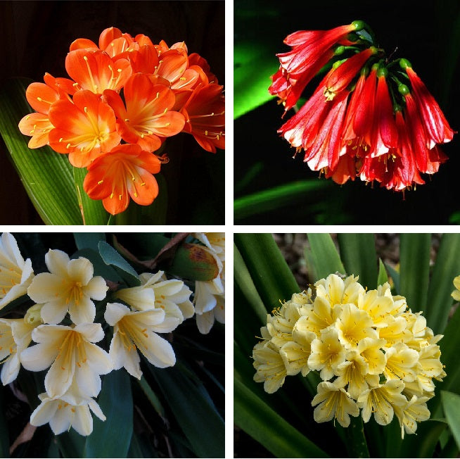 Clivia Flower Seeds Mixed for Planting – Heirloom Non-GMO Organic Garden Seeds