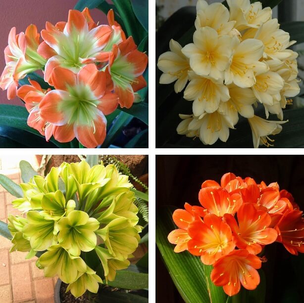 Mixed Clivia Flower Seeds – Heirloom, Non-GMO, High Germination Seeds for Planting