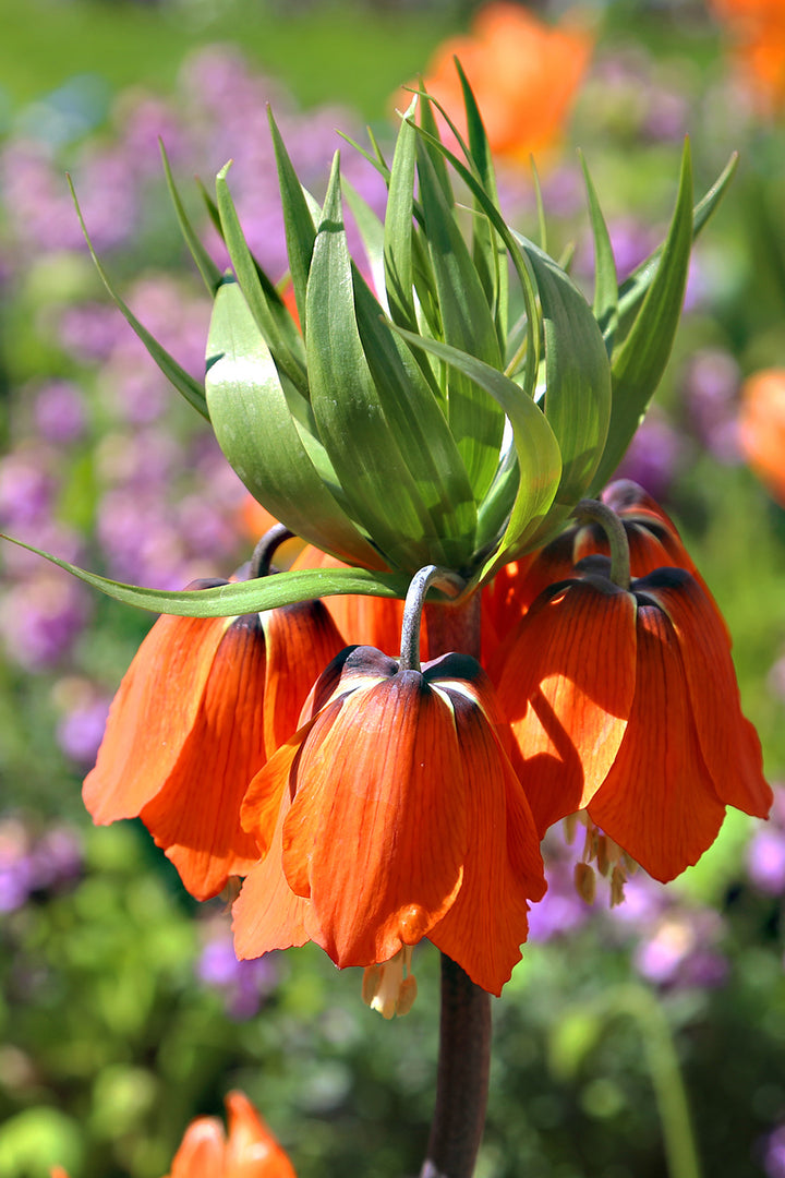 Kaiserkrone Flower Seeds – Heirloom, Non-GMO, High Germination Seeds