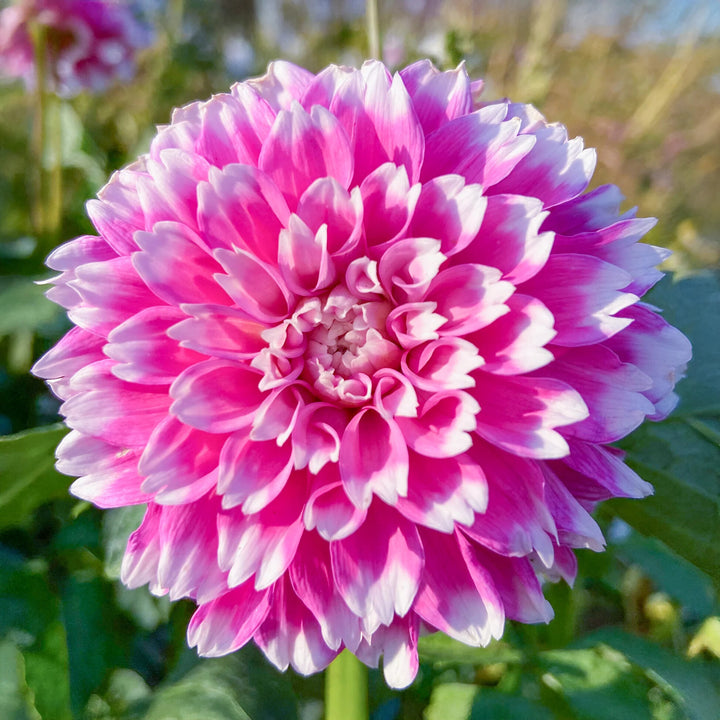White Pink Dahlia Flower Seeds – Heirloom, Non-GMO, High Germination Organic Garden Seeds for Planting