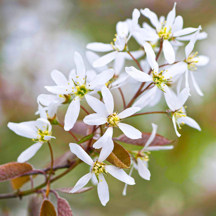 Amelanchier Flower Seeds for Planting – Heirloom Non-GMO High Germination Organic Seeds