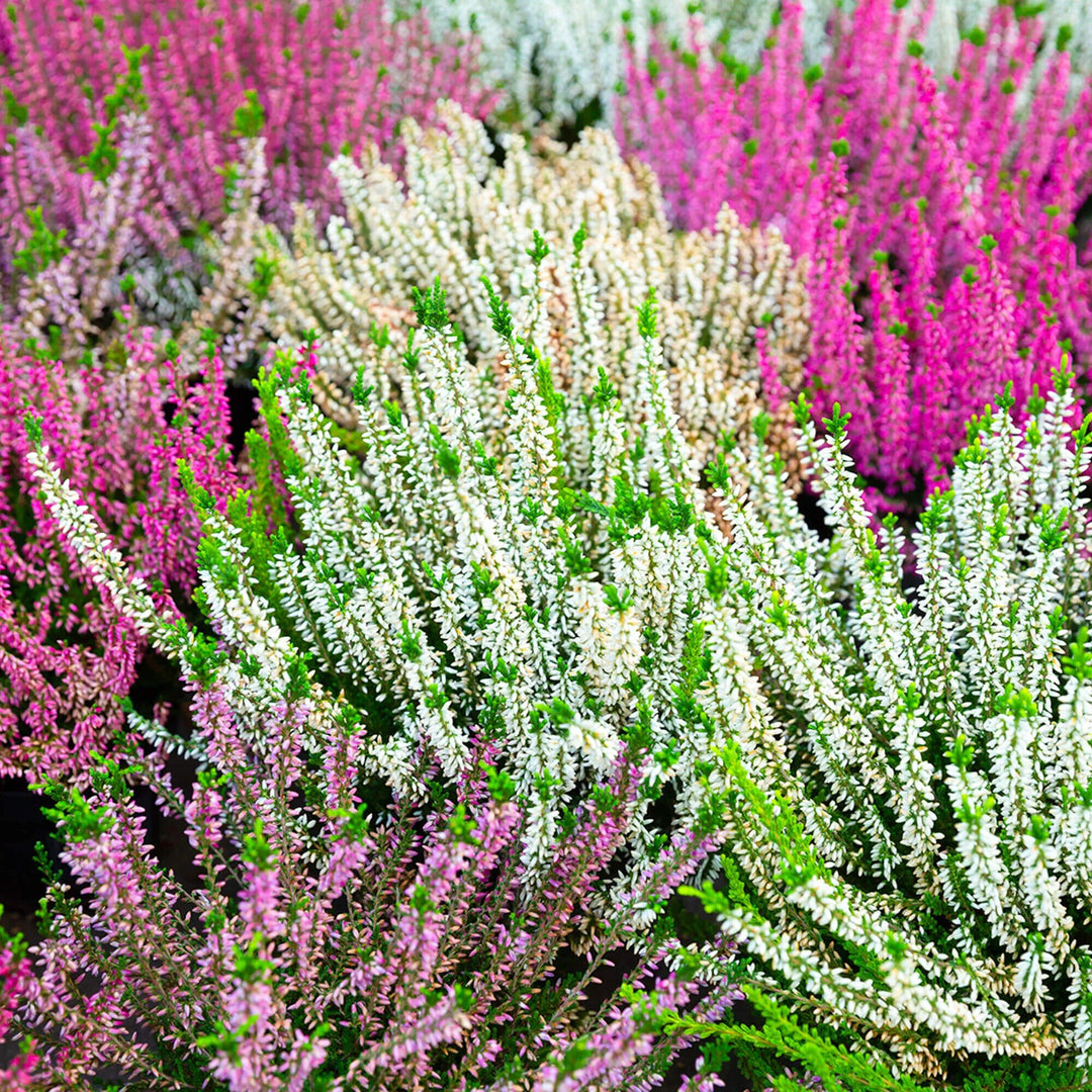Mixed Calluna Flower Seeds – Heirloom, Non-GMO, High Germination Seeds for Planting