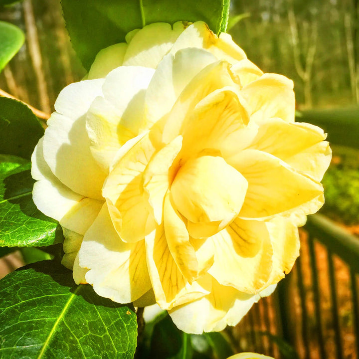 Yellow Camellia Flower Seeds – Heirloom, Non-GMO, High Germination Seeds for Planting
