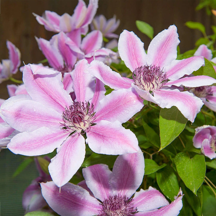 White Light Pink Clematis Flower Seeds for Planting Heirloom Non-GMO High Germination Organic Garden Seeds