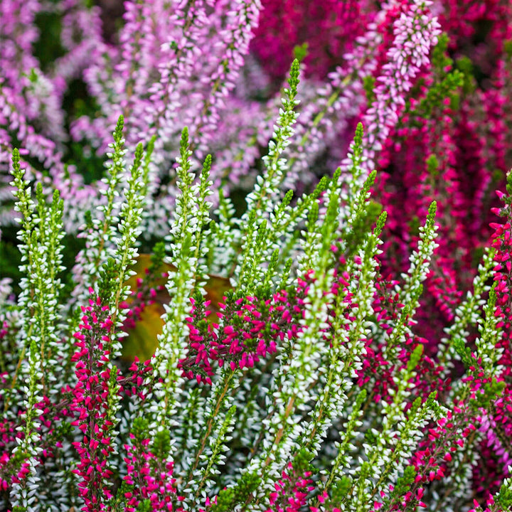Mixed Calluna Flower Seeds – Heirloom, Non-GMO, High Germination Seeds for Planting