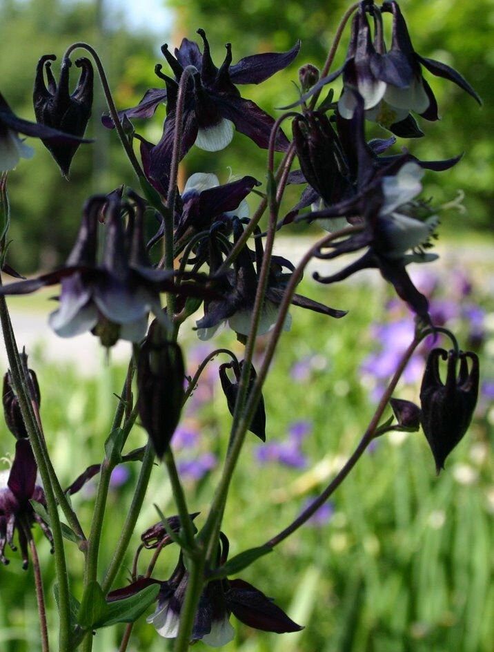Black Aquilegia Flower Seeds for Planting Heirloom Non-GMO High Germination Organic Garden Seeds