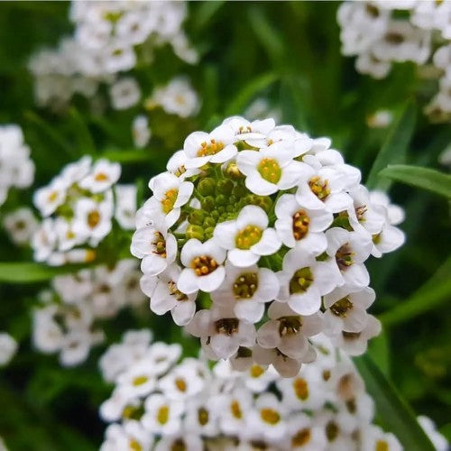Alyssum Flower Seeds Fresh – Heirloom, Non-GMO, High Germination Seeds