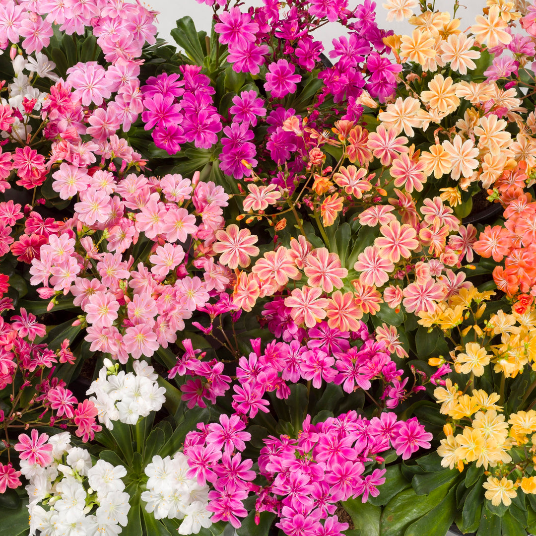 Mixed Lewisia Flowers Seeds – Heirloom, Non-GMO, High Germination Seeds