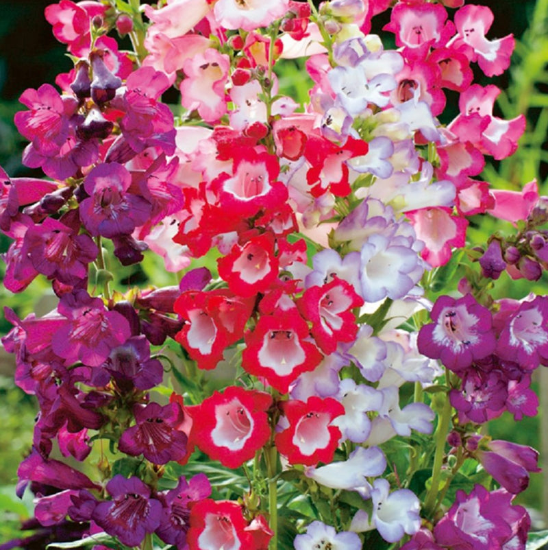 Mixed Penstemon Flower Seeds – Heirloom, Non-GMO, High Germination Seeds