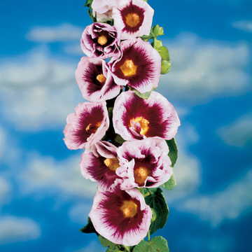 creme de flower seeds