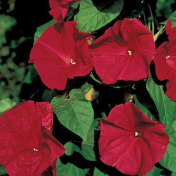 red scarlet flower seeds
