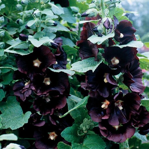 black black flower seeds