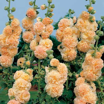 peaches and flower seeds