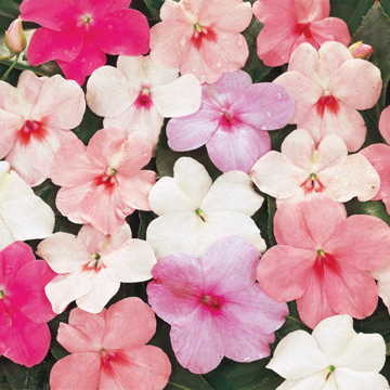 pastel mix flower seeds