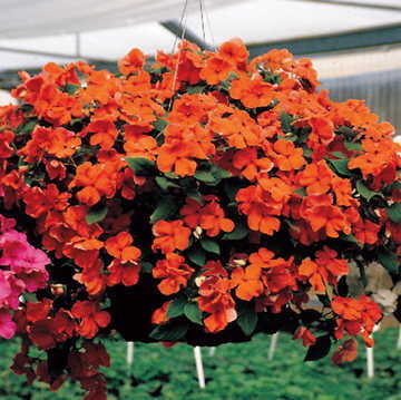 salmon hybrid flower seeds